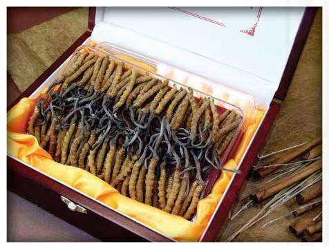 寮步镇冬虫夏草回收